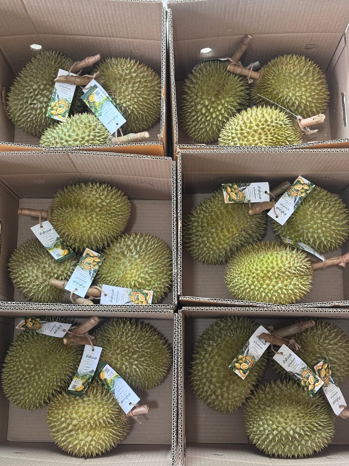 ทุเรียนหลงลับแล เซตเบอร์สวย